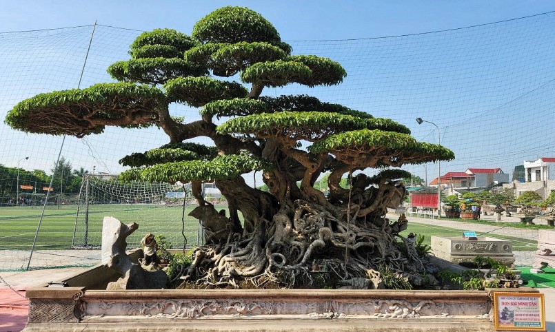 Gây chú ý không kém tại triển lãm là tác phẩm Song Siêu Đại Thụ của một nhà vườn cây cảnh nghệ thuật đến từ xã Hải Sơn.