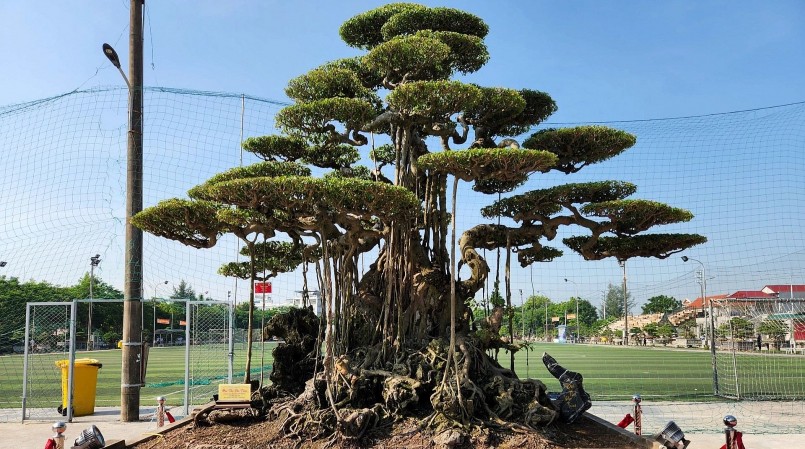 Cũng mang dáng vóc bề thế, cổ thụ là tác phẩm Đại Thụ Vân Tùng của chủ sở hữu Hoàng Việt Dũng đến từ xã Hải Sơn. 