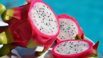 Thách thức bủa vây trái thanh long Việt khi một số siêu thị tại Anh bất ngờ dừng bán do dư lượng thuốc trừ sâu