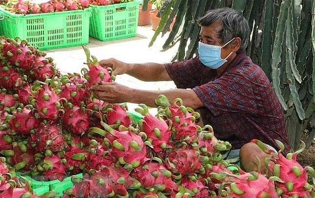 Việc để tồn dư dư lượng thuốc trừ sâu trong hàng xuất khẩu sẽ để lại hậu quả nặng nề với thanh long Việt Nam khi vào EU và các nước.