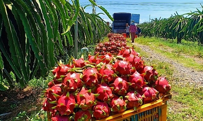 Trái thanh long Việt đang đối mặt với khó khăn trên thị trường xuất khẩu (Ảnh minh họa).