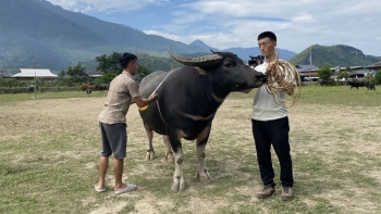 Nơi khác chọi trâu, ở Mường La thi "hoàng tử trâu" đã tạo sức hút đặc biệt
