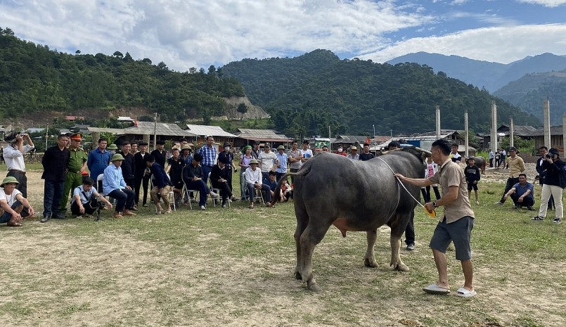 Những con trâu to, đẹp, khoẻ mạnh được bà con chăm sóc mang đến cuộc thi.