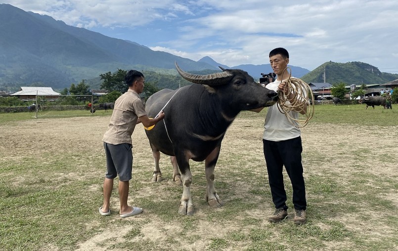 Cuộc thi hoàng tử trâu trong khuôn khổ Lễ hội Mừng cơm mới xã Ngọc Chiến năm 2023.