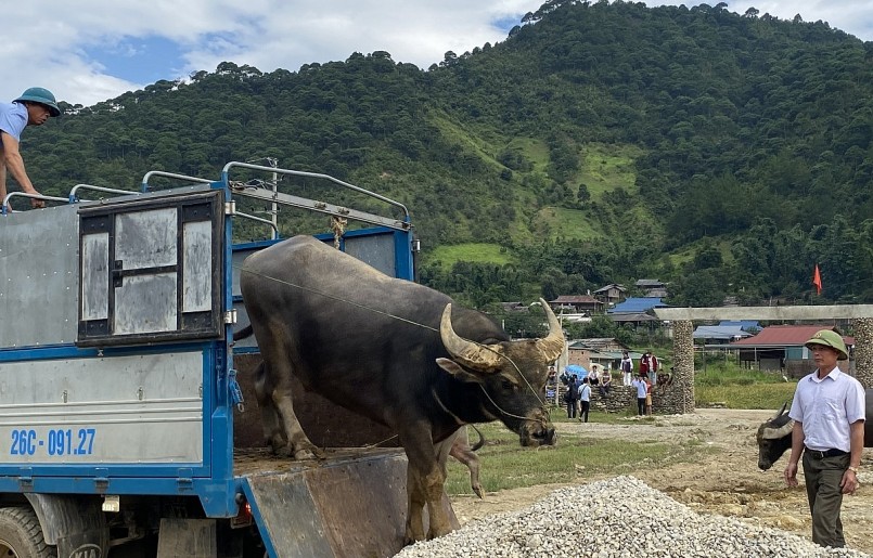 Trâu của người dân các bản xa trung tâm được đưa đến nơi tổ chức bằng ô tô.