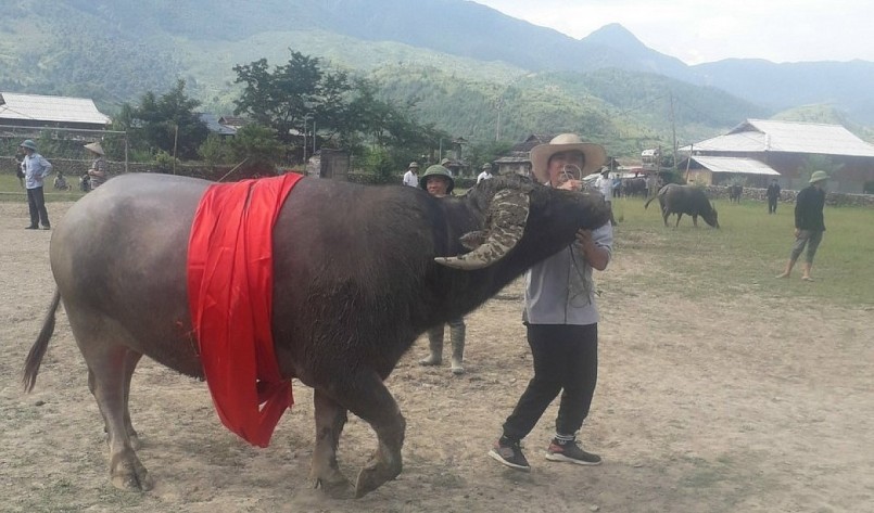 Danh hiệu Hoàng tử trâu thuộc về trâu của gia đình ông Lò Văn Năm, bản Mường Chiến.