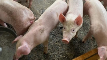 Giá heo hơi hôm nay 04/9: Chờ đợi xu hướng tăng trở lại, khi nào tái lập đỉnh 60.000 đồng/kg?