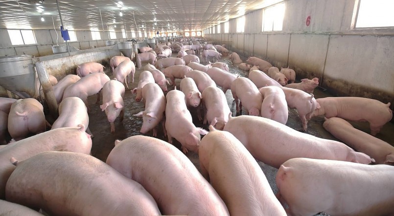 Giá heo hơi hôm nay (04/9) kỳ vọng sẽ lấy lại chuỗi tăng trở lại trong giai đoạn cuối năm. Giá heo hơi hôm nay (04/9) kỳ vọng sẽ lấy lại chuỗi tăng trở lại trong giai đoạn cuối năm.