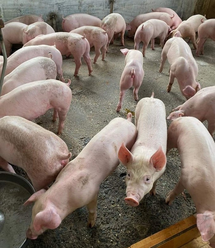 Giá heo hơi hôm nay (04/9) giao dịch trong khoảng 55.000 - 58.000 đồng/kg. Giá heo hơi hôm nay (04/9) giao dịch trong khoảng 55.000 - 58.000 đồng/kg.