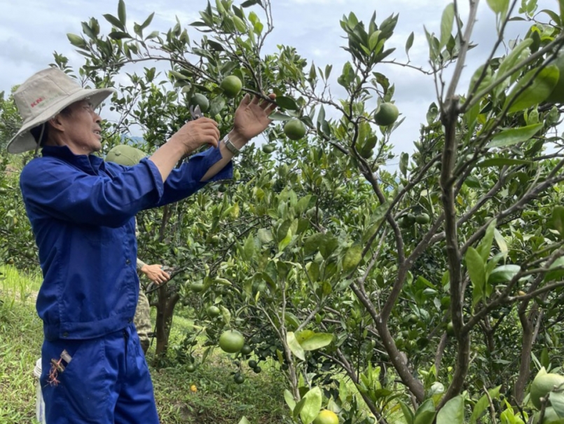 Thành viên Hợp tác xã 3T Farm, thị trấn Cao Phong (Cao Phong) thu hoạch quýt Ôn Châu đầu vụ.