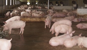 Giá heo hơi hôm nay 05/9: Tăng lên 59.000 đồng/kg sau kỳ nghỉ thị trường sôi động, kỳ vọng giá thức ăn giảm sâu