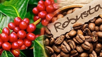 Giá nông sản hôm nay 05/9: Cà phê bắt nhịp xu hướng tăng, hồ tiêu lặng sóng giữ đỉnh 72.500 đồng/kg