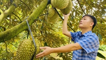 Chưa hết vụ, sầu riêng xuất khẩu đã vượt 1,3 tỷ USD xuất hiện thêm những thị trường mới ngoài Trung Quốc