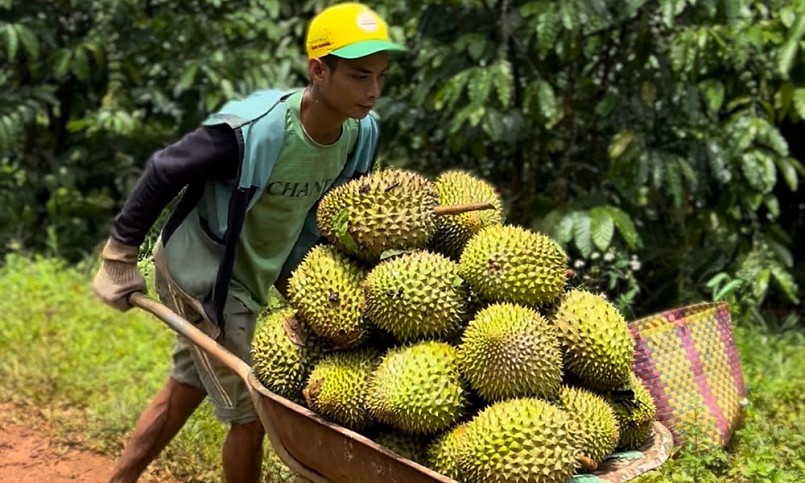 Xuất khẩu sầu riêng sẽ còn tăng mạnh khi vụ thu hoạch sầu riêng Tây Nguyên bắt đầu rộ từ tháng 9 đến tháng 10. Xuất khẩu sầu riêng sẽ còn tăng mạnh khi vụ thu hoạch sầu riêng Tây Nguyên bắt đầu rộ từ tháng 9 đến tháng 10.