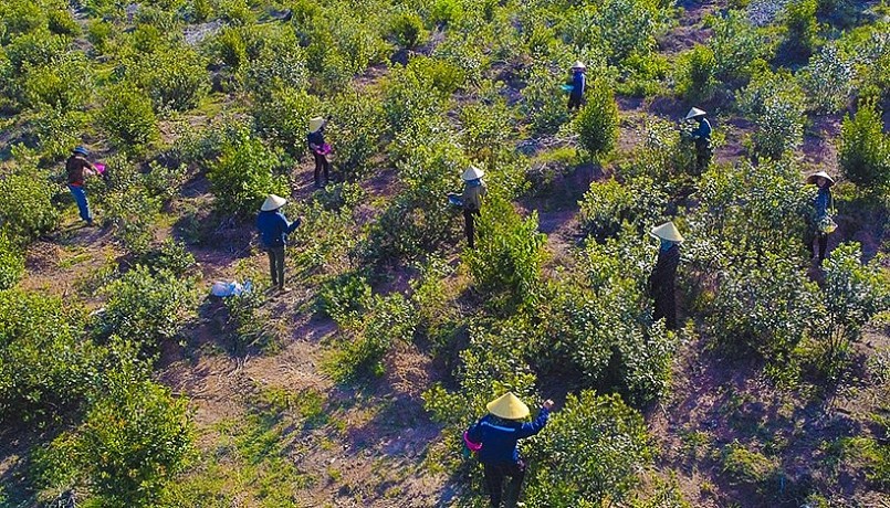 mỗi ngày, vườn sim của anh có 10 - 15 nhân công thu hoạch sim chín, ngày cao điểm có thể thu hoạch hơn 3 tạ sim chín/ngày. mỗi ngày, vườn sim của anh có 10 - 15 nhân công thu hoạch sim chín, ngày cao điểm có thể thu hoạch hơn 3 tạ sim chín/ngày.
