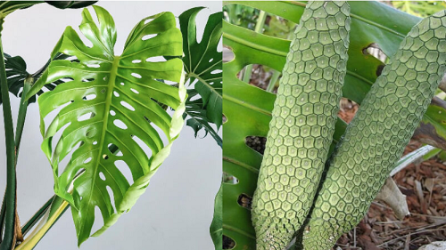 Loại quả trông giống lõi ngô, vị giống dứa và chuối, nhà giàu hay trồng làm cảnh