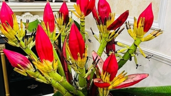 Loài cây nở hoa thô kệch xưa ăn tạm chống đói nay bất ngờ là cây cảnh sang chảnh được săn lùng