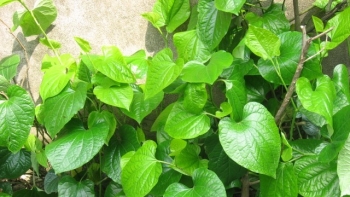 Công dụng của cây lá lốt đối với sức khỏe của bạn