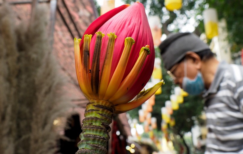 Người chơi mua hoa về nên cắm vào những lọ lục bình lớn và đặt để ở những không gian rộng như phòng khách, phòng sinh hoạt chung.