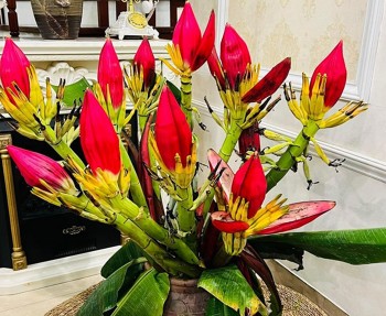 Loài cây nở hoa thô kệch xưa ăn tạm chống đói nay bất ngờ là cây cảnh sang chảnh được săn lùng