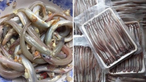 Loại cá nhìn như “cọng tre”, khắp cơ thể toàn là sụn, thưởng thức một lần là nhớ mãi