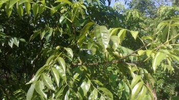 Lá mắc mật có tác dụng gì mà giá 250.000 đồng/kg dân thành phố vẫn lùng mua