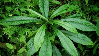 Một số bài thuốc từ cây xương sông tốt cho sức khỏe