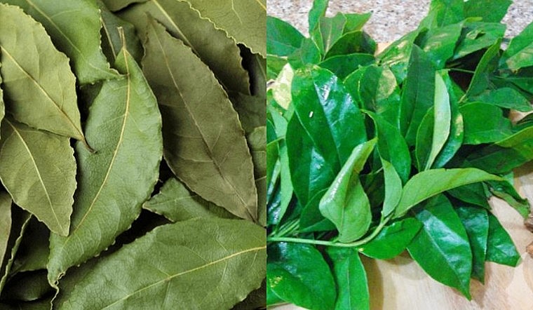 Lá mắc mật dạng tươi và khô được bán trên thị trường