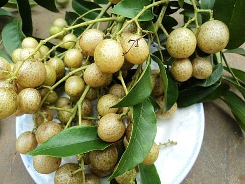 Quả mắc mật khi chín có màu trắng nhờ đến trắng trong 