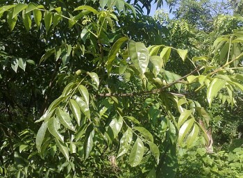 Lá mắc mật có tác dụng gì mà giá 250.000 đồng/kg dân thành phố vẫn lùng mua