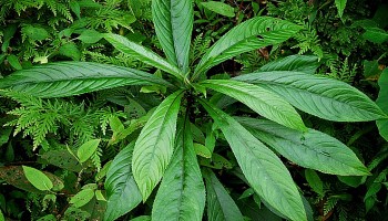 Một số bài thuốc từ cây xương sông tốt cho sức khỏe