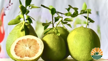 Bưởi Sang's Farm - sản phẩm OCOP 4 sao của Đắk Nông, đặc sản của người dân bon Rbút