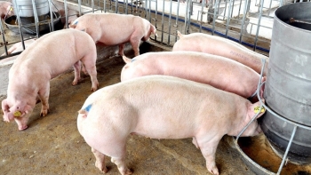 Giá heo hơi hôm nay 6/9: Tăng nhẹ 1.000 đồng/kg tại nhiều tỉnh thành