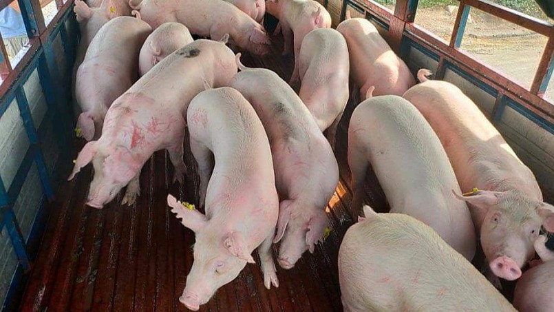 Giá heo hơi hôm nay 6/9: Tăng nhẹ 1.000 đồng/kg tại nhiều tỉnh thành Giá heo hơi hôm nay 6/9: Tăng nhẹ 1.000 đồng/kg tại nhiều tỉnh thành