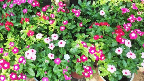 Những loại hoa đẹp không bao giờ bị sâu bệnh tấn công, hoa nở liên tục