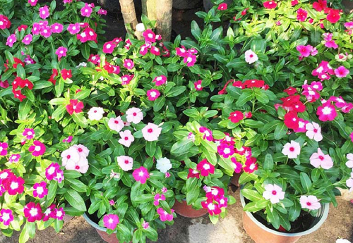 Những loại hoa đẹp không bao giờ bị sâu bệnh tấn công, hoa nở liên tục