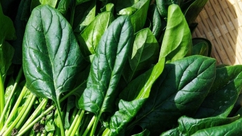 Loại rau cải được mệnh danh là "siêu thực phẩm", ăn vào bổ ngang bổ dọc, tưởng khó trồng thực ra rất dễ