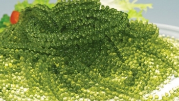 Loại rau được ví là “Trứng cá muối xanh của biển cả”, nước ta trồng nhiều nhưng ít người biết ăn