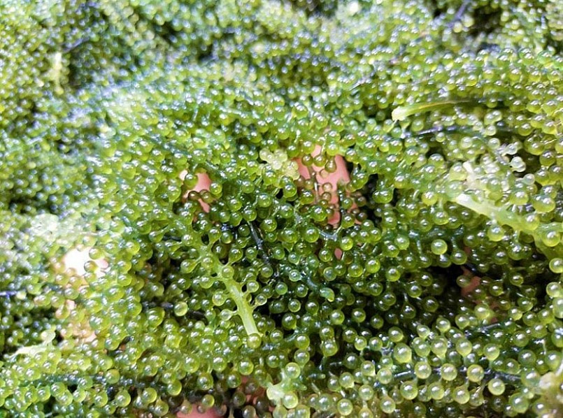 Loại rau được ví là “thần dược” của biển, nước ta trồng nhiều nhưng ít người biết ăn