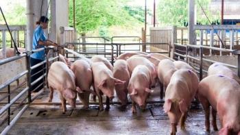 Giá heo hơi hôm nay 7/9:  Biến động trái chiều từ 1.000 - 2.000 đồng/kg