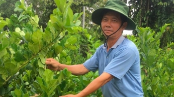 Mang giống cây độc lạ về trồng, tưởng dở hơi ai ngờ đổi đời