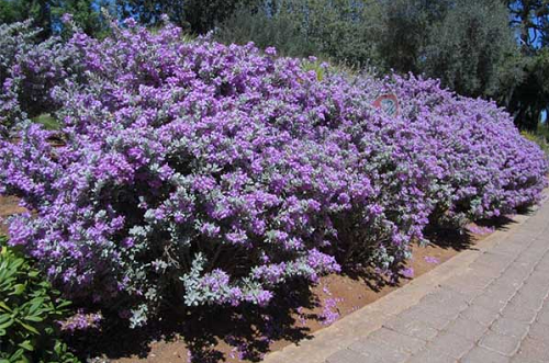 Loài hoa này có tên “rất kêu”, không cần chăm hoa vẫn nở liên tục