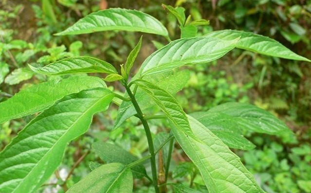 Rau đắng cảy giúp bồi bổ sức khỏe Rau đắng cảy giúp bồi bổ sức khỏe