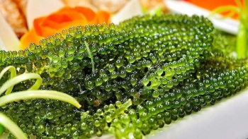 Rong nho - "Thần dược" từ biển cả với công dụng tuyệt vời cho sức khỏe