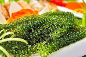 Rong nho - "Thần dược" từ biển cả với công dụng tuyệt vời cho sức khỏe