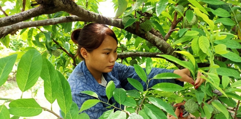 Chị Hằng đang chăm sóc vườn na của gia đình. Ảnh: Trần Nghị Chị Hằng đang chăm sóc vườn na của gia đình. Ảnh: Trần Nghị