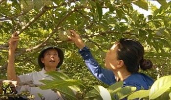 Loại cây xưa bị “thất sủng”, nay người dân trồng trúng đậm, có gia đình lãi trăm triệu mỗi năm