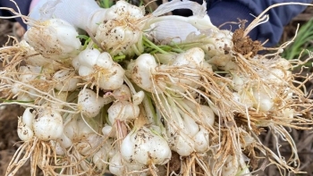 Loại hành bé như hạt lạc có tác dụng gì mà 200.000 đồng/kg vẫn được lùng mua