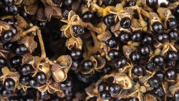 Hạt mắc khén – Gia vị ẩm thực đặc biệt của vùng Tây Bắc