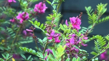 Những công dụng chữa bệnh của cây chàm có thể bạn chưa biết